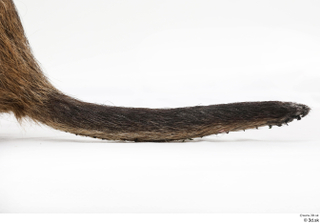 Nutria tail 0001.jpg